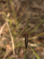 Ptilothrix deusta