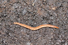 Argonemertes australiensis