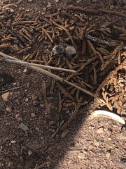 Dasymutilla pseudopappus