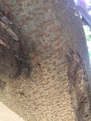 Withania begonifolia