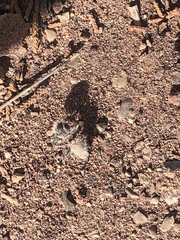 Dasymutilla pseudopappus