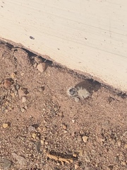 Dasymutilla pseudopappus