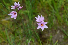 Olsynium scirpoideum