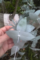 Eucalyptus tenuiramis