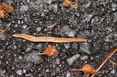 Argonemertes australiensis