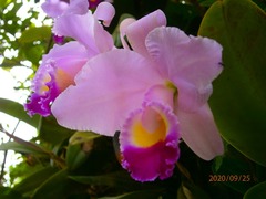 Cattleya trianae