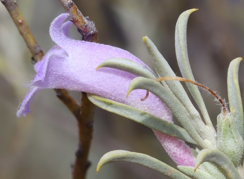 Eremophila pantonii