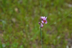 Olsynium scirpoideum