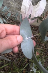 Eucalyptus tenuiramis