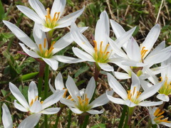 Zephyranthes candida