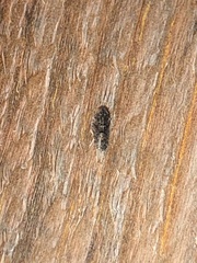 Catonia