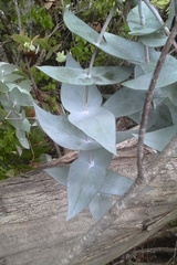 Eucalyptus tenuiramis