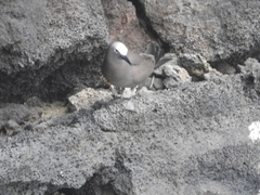 Anous minutus atlanticus