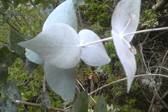 Eucalyptus tenuiramis
