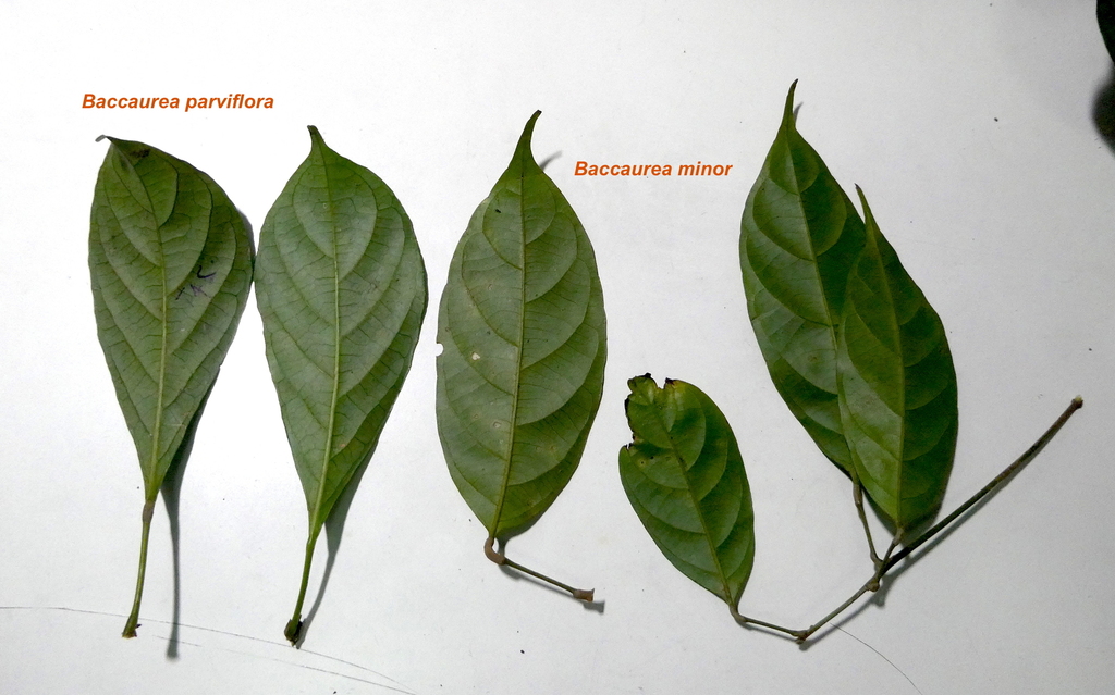 Baccaurea minor (Kaum Tampoi)