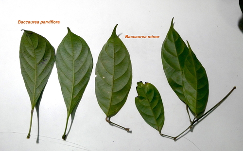 Baccaurea minor observed 2019-09-26