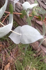 Eucalyptus tenuiramis