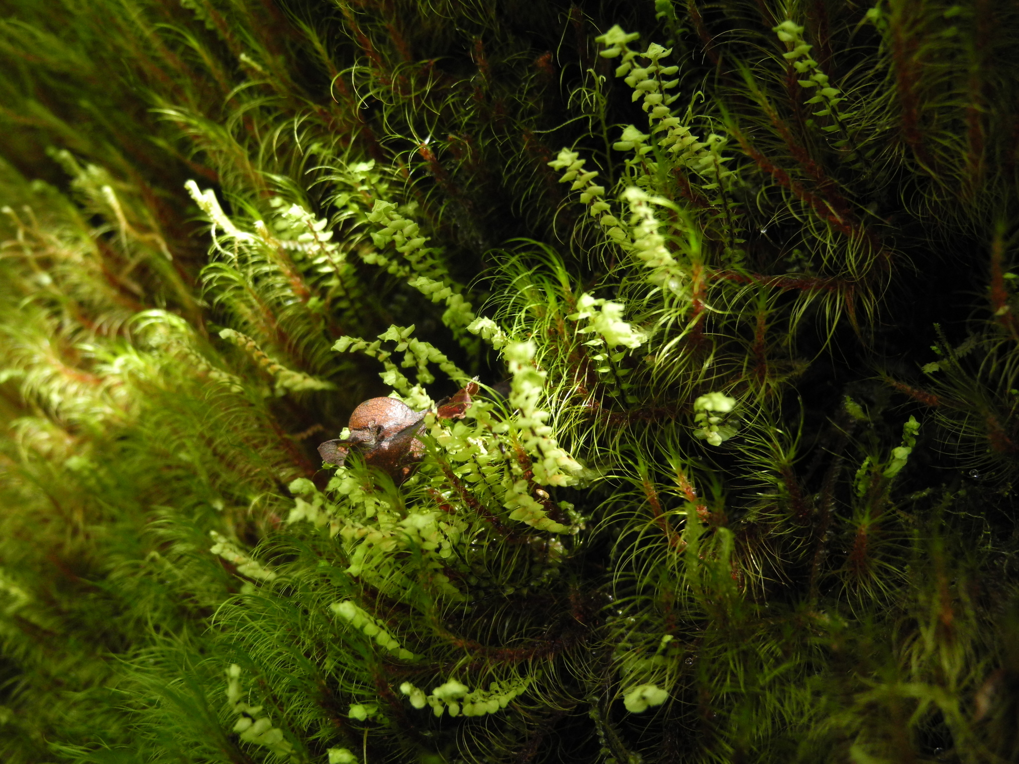 Scapania ciliata
