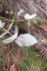 Eucalyptus tenuiramis