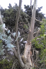 Eucalyptus tenuiramis