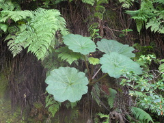 Gunnera kauaiensis