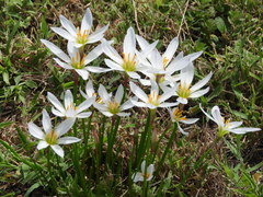 Zephyranthes candida