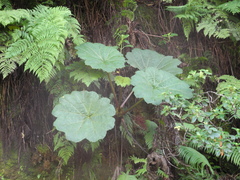 Gunnera kauaiensis