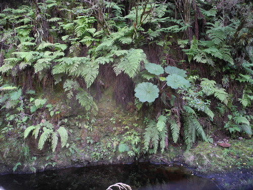 Gunnera kauaiensis