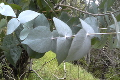 Eucalyptus tenuiramis