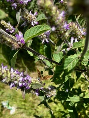 Piruna roeveri