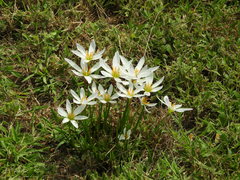 Zephyranthes candida