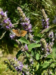 Piruna roeveri