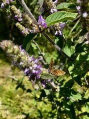 Piruna roeveri