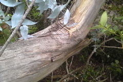 Eucalyptus tenuiramis