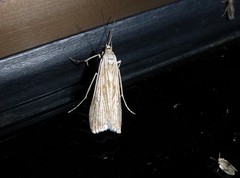 Eudonia atmogramma