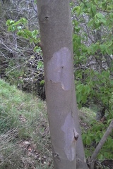 Eucalyptus tenuiramis