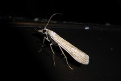 Eudonia atmogramma
