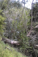 Eucalyptus tenuiramis