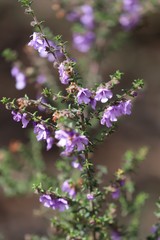 Prostanthera decussata