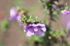 Prostanthera decussata