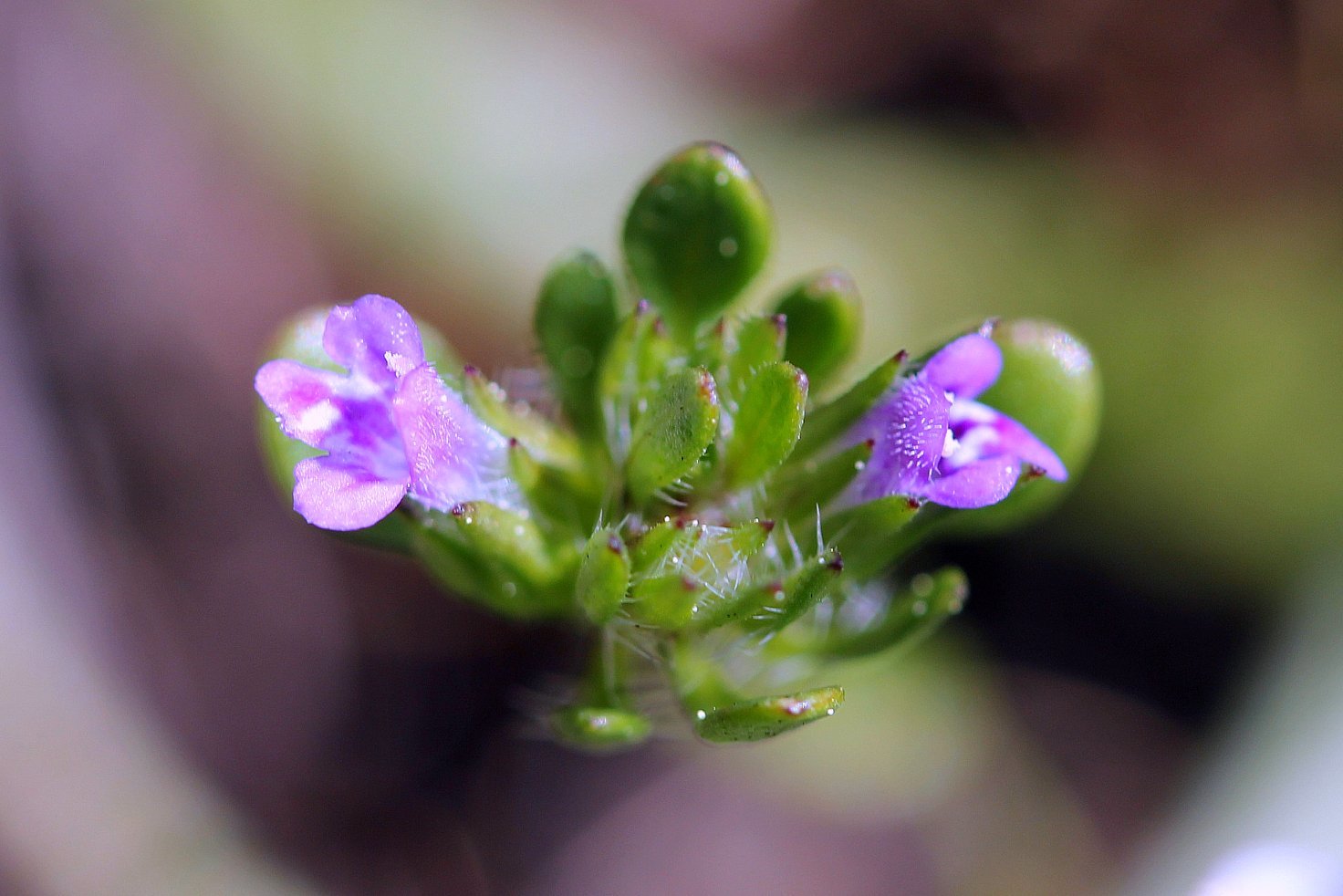 Pogogyne serpylloides