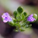Thyme-leaved Pogogyne - Photo (c) David Hofmann, some rights reserved (CC BY-NC-ND)
