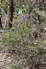 Prostanthera decussata