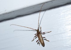 Eburida quadriguttata