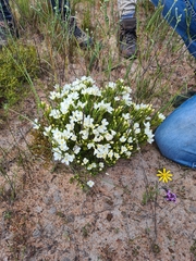 Lachnaea grandiflora