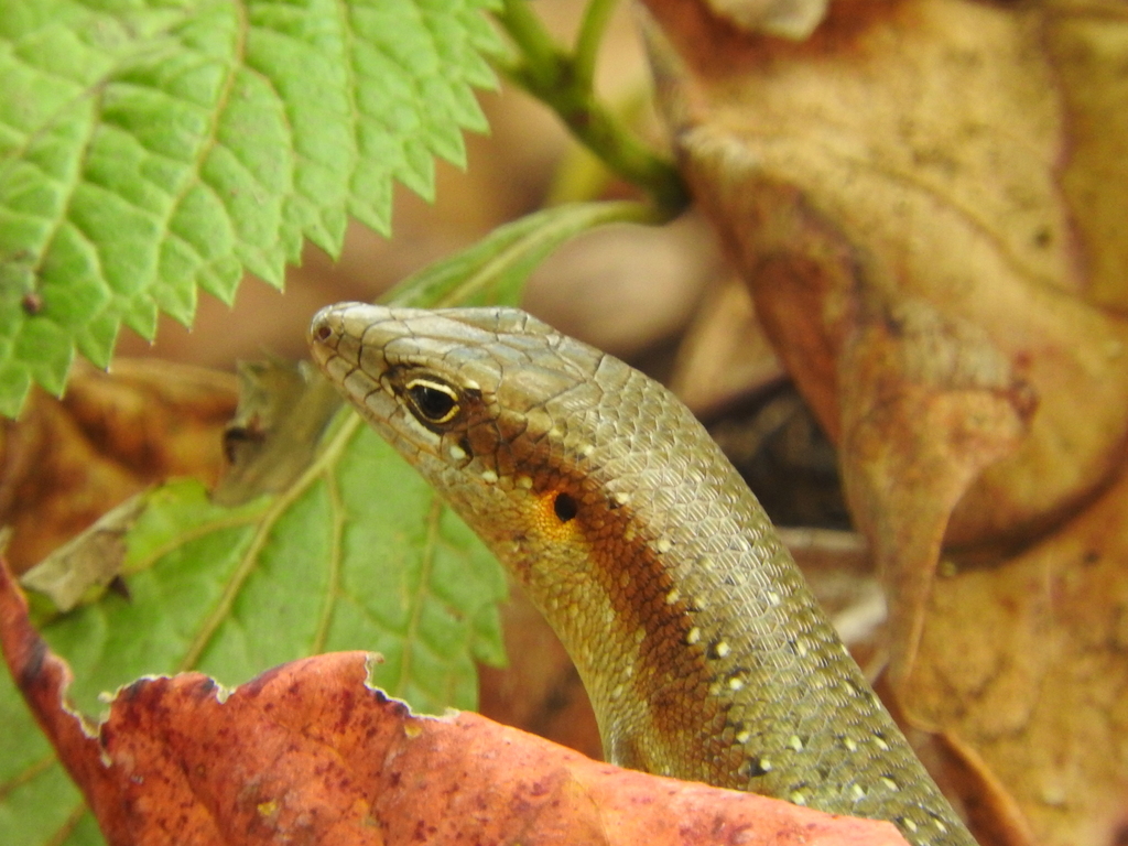 São Tomé Skink