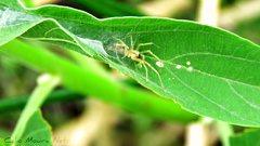 Anyphaenidae