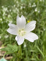 Malva preissiana