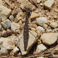 Geomantis larvoides