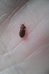Neaspis variegata